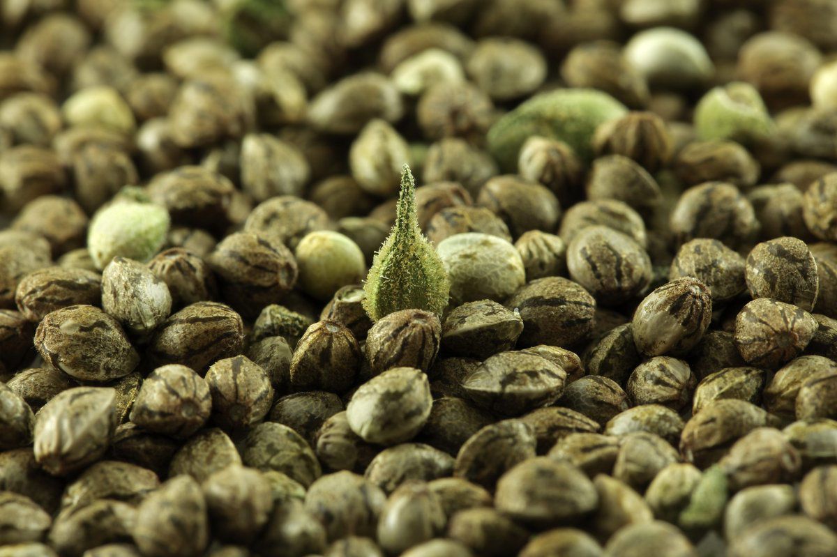 Staying Healthy by Growing Cannabis